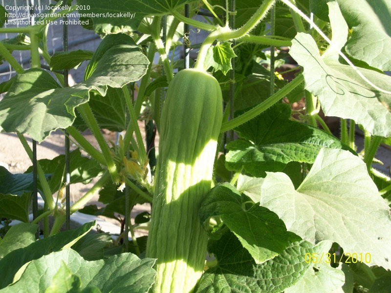 Cucumis melo var. flexuosus